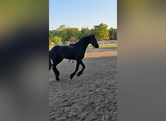 Friesen, Stute, 2 Jahre, 167 cm, Rappe