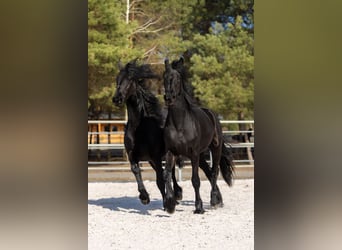 Friesen, Stute, 2 Jahre, 170 cm, Rappe