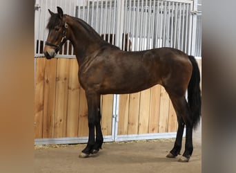 Friesen Mix, Stute, 2 Jahre, 171 cm, Dunkelbrauner