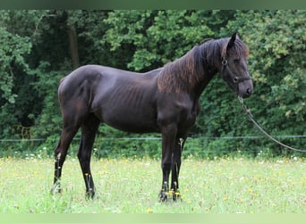 Friesen, Stute, 2 Jahre
