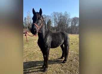 Friesen, Stute, 3 Jahre, 150 cm, Rappe