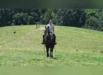Friesen Mix, Stute, 3 Jahre, 155 cm, Rappe