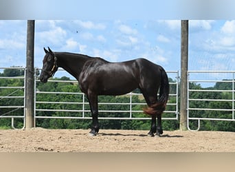 Friesen Mix, Stute, 3 Jahre, 155 cm, Rappe