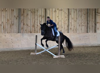 Friesen Mix, Stute, 3 Jahre, 155 cm, Rappe