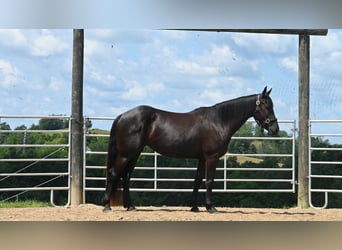 Friesen Mix, Stute, 3 Jahre, 155 cm, Rappe