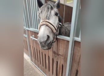 Friesen Mix, Stute, 3 Jahre, 155 cm, Schimmel