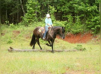 Friesen, Stute, 3 Jahre, 155 cm