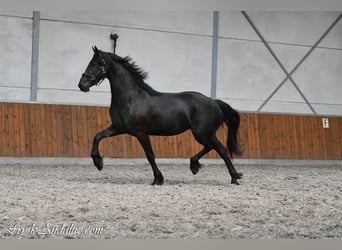Friesen, Stute, 3 Jahre, 156 cm, Rappe