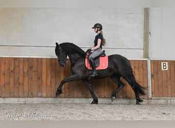 Friesen, Stute, 3 Jahre, 156 cm, Rappe