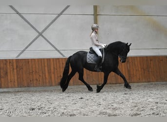 Friesen, Stute, 3 Jahre, 159 cm, Rappe