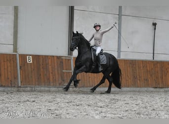 Friesen, Stute, 3 Jahre, 159 cm, Rappe