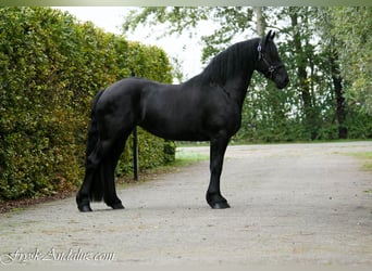 Friesen, Stute, 3 Jahre, 159 cm, Rappe