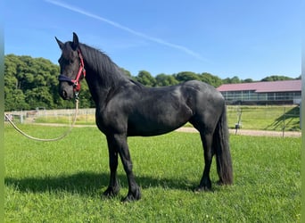 Friesen, Stute, 3 Jahre, 160 cm, Rappe