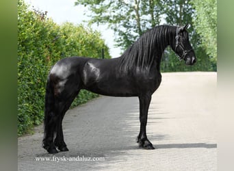 Friesen, Stute, 3 Jahre, 160 cm, Rappe