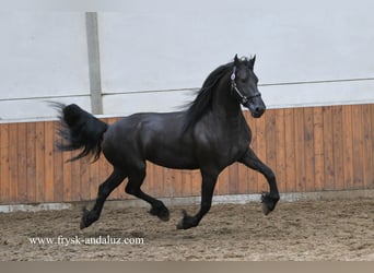 Friesen, Stute, 3 Jahre, 160 cm, Rappe