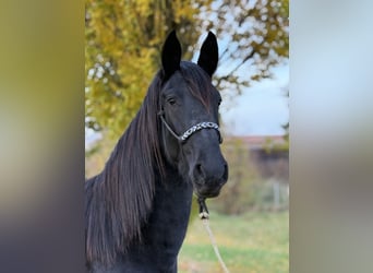 Friesen Mix, Stute, 3 Jahre, 160 cm, Rappe