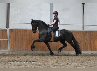 Friesen, Stute, 3 Jahre, 162 cm, Rappe