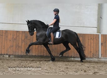 Friesen, Stute, 3 Jahre, 162 cm, Rappe