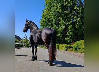 Friesen, Stute, 3 Jahre, 162 cm, Rappe