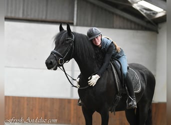 Friesen, Stute, 3 Jahre, 162 cm, Rappe