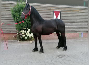 Friesen, Stute, 3 Jahre, 162 cm, Rappe