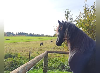 Friesen, Stute, 3 Jahre, 162 cm, Rappe