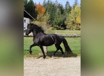 Friesen, Stute, 3 Jahre, 162 cm, Rappe