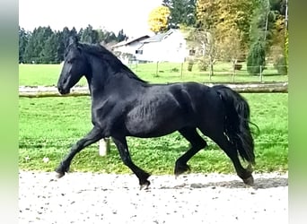 Friesen, Stute, 3 Jahre, 162 cm, Rappe