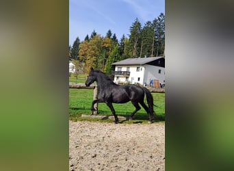 Friesen, Stute, 3 Jahre, 162 cm, Rappe