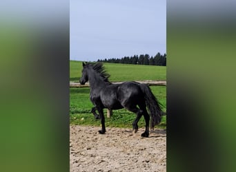 Friesen, Stute, 3 Jahre, 162 cm, Rappe