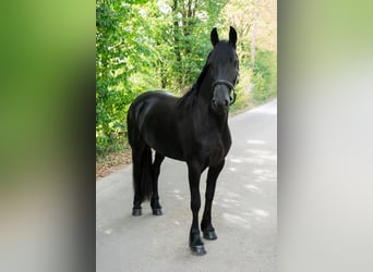 Friesen, Stute, 3 Jahre, 163 cm, Rappe