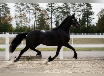 Friesen, Stute, 3 Jahre, 163 cm, Rappe