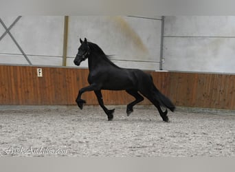 Friesen, Stute, 3 Jahre, 163 cm, Rappe