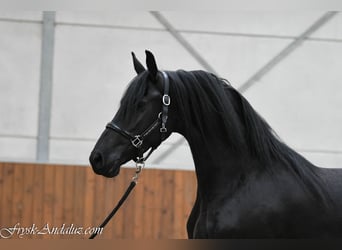 Friesen, Stute, 3 Jahre, 163 cm, Rappe