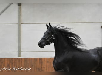 Friesen, Stute, 3 Jahre, 163 cm, Rappe