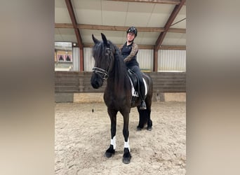 Friesen, Stute, 3 Jahre, 164 cm, Rappe