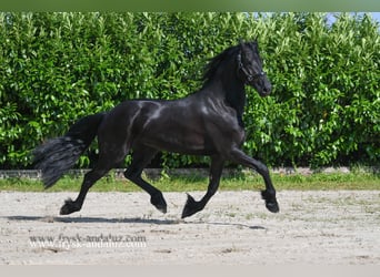 Friesen, Stute, 3 Jahre, 165 cm, Rappe