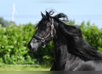 Friesen, Stute, 3 Jahre, 165 cm, Rappe