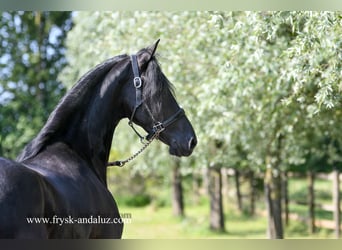 Friesen, Stute, 3 Jahre, 165 cm, Rappe
