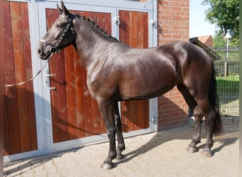 Friesen Mix, Stute, 3 Jahre, 166 cm
