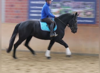 Friesen Mix, Stute, 3 Jahre, 166 cm
