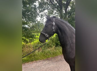 Friesen Mix, Stute, 3 Jahre, 167 cm, Rappe