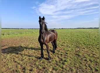 Friesen, Stute, 3 Jahre, 167 cm, Rappe