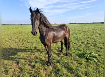 Friesen, Stute, 3 Jahre, 167 cm, Rappe