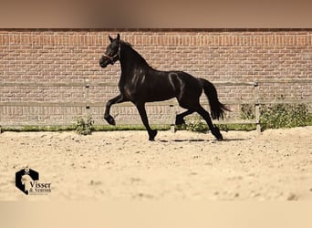 Friesen, Stute, 3 Jahre, 168 cm, Rappe