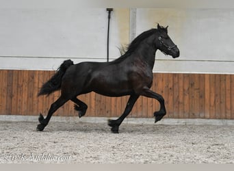 Friesen, Stute, 3 Jahre, 168 cm, Rappe