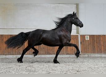 Friesen, Stute, 3 Jahre, 168 cm, Rappe