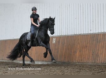 Friesen, Stute, 3 Jahre, 169 cm, Rappe