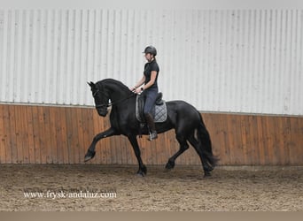 Friesen, Stute, 3 Jahre, 169 cm, Rappe