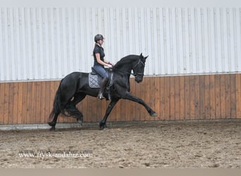 Friesen, Stute, 3 Jahre, 169 cm, Rappe